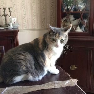 Meet your Posher, Deborah